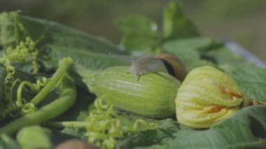 Helix Aspersa Maxima yakın çekim. Helix Aspersa Muller doğal ortamında. Salyangoz çiftliği. Güzel salyangoz.