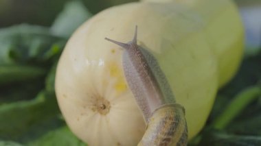 Salyangoz çiftliği. Sebze iliğine yakın plan salyangoz. Bahçedeki salyangoz. Doğal ortamında salyangoz