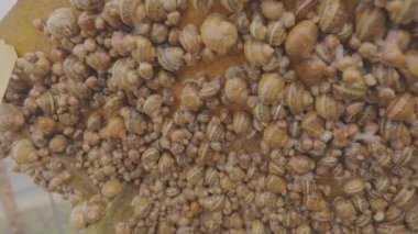 Salyangoz yetiştirme süreci. Çiftlikte bir sürü salyangoz var. Çiftlikteki salyangozlar. Salyangoz çiftliği.