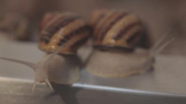 Büyüyen Helix Aspersa Maxima. Salyangoz yakın plan. Salyangoz çiftliği.