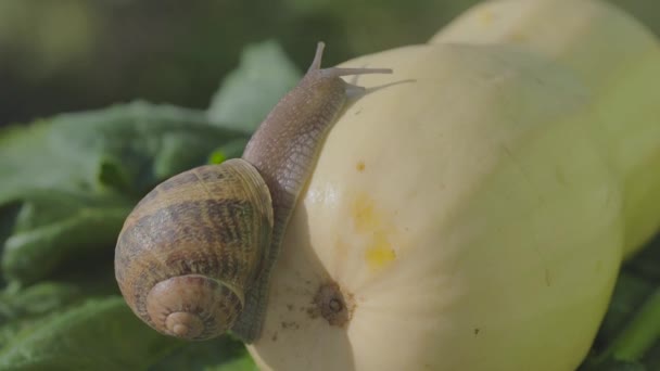 カタツムリ農場。野菜の骨髄のクローズアップにカタツムリ。庭でカタツムリ。自然の生息地でカタツムリ — ストック動画