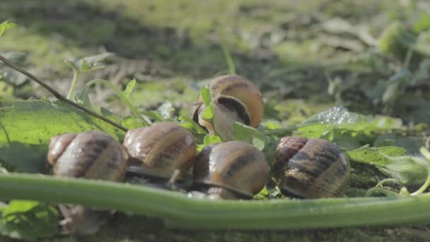 カタツムリが茎を食べている。彼らの自然環境でカタツムリ。生態学的にきれいな環境でカタツムリを繁殖させ — ストック動画