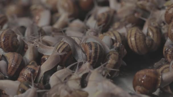 蜗牛的产业化栽培。繁殖的蜗牛。许多蜗牛在农场里都是特写 — 图库视频影像
