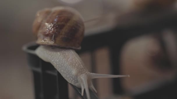 Helix Aspersa Maxima en pleine croissance. Gros plan sur les escargots. Ferme d'escargots. — Video