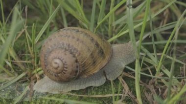 Helix Aspersa salyangozu çimlerin üzerinde. Çimenlerde çok güzel bir salyangoz var. Çimlerde salyangoz.