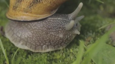 Çimlerde salyangoz. Bir salyangoz çimlerin üzerinde sürünüyor. Helix Aspersa salyangozu çimlerin üzerinde. Çimenlerde güzel bir salyangoz