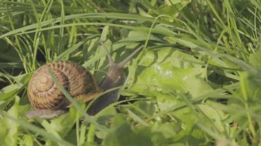 Bir salyangoz çimlerin üzerinde sürünüyor. Çimlerde salyangoz. Helix Aspersa salyangozu çimlerin üzerinde. Çimenlerde güzel bir salyangoz
