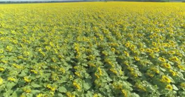 Çiçek açan ayçiçekleriyle büyük bir tarlanın üzerinde uçuyor. Ayçiçeklerinin endüstriyel yetiştirilmesi. Çiçek açan ayçiçeği tarlası