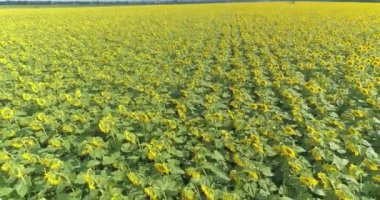 Ayçiçeği tarlasının üzerinde uçuyor. Büyüyen ayçiçekleri. Tarım. İnsansız hava aracından ayçiçeği alanı görünümü.