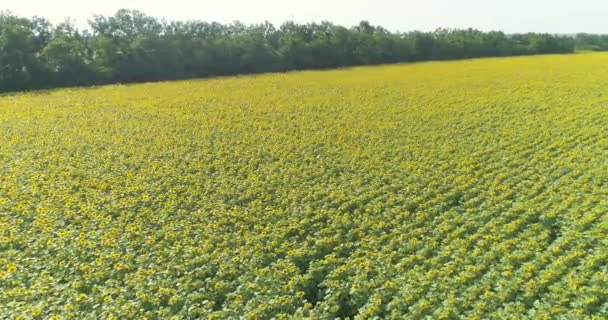 Bloeiende zonnebloemen veld. Vliegen over een groot veld met bloeiende zonnebloemen. Industriële teelt van zonnebloemen. — Stockvideo