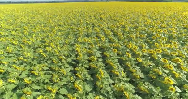 Політ над великим полем з квітучими соняшниками. Промислове вирощування соняшників. Квітуче поле соняшників — стокове відео