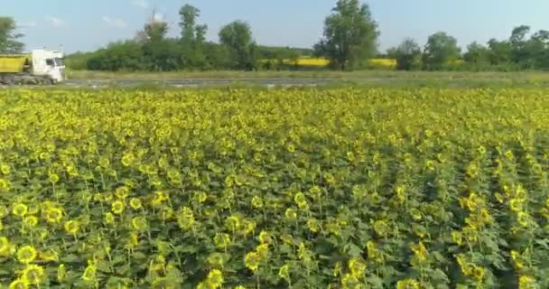 Vliegend over een veld met zonnebloemen naast de weg. Een veld met zonnebloemen. Uitzicht vanaf een drone — Stockvideo