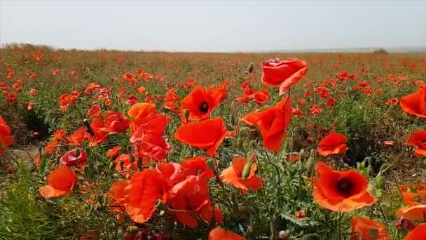 Amapolas rojas. Campo de amapolas rojas. Amapolas en la naturaleza. Campo de amapolas rojas silvestres — Vídeo de stock