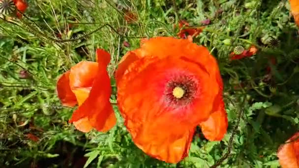 Gros plan sur les coquelicots rouges. Champ de coquelicots rouges. Coquelicots dans la nature — Video