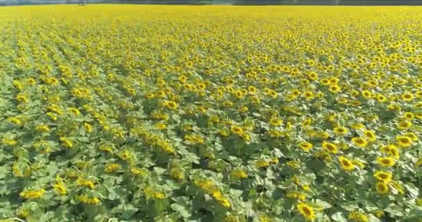 Політ над великим полем з квітучими соняшниками. Промислове вирощування соняшників. Квітуче поле соняшників — стокове відео