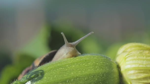 Helix Aspersa Maxima zblízka. Helix Aspersa Muller ve svém přirozeném prostředí. Šnečí farma. Krásný šnek zblízka — Stock video