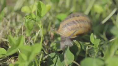 Çimlerde salyangozlar. Salyangoz yetiştiriyorum. Bahçedeki salyangoz. Doğal ortamında salyangoz. Salyangoz çiftliği.
