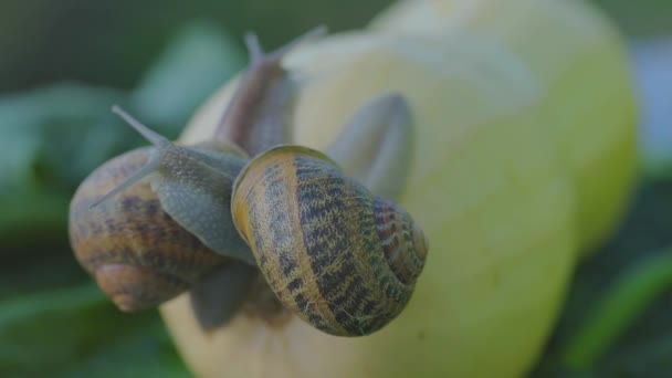 Farma ślimaków. Ślimak na zbliżeniu szpiku warzywnego. Ślimak w ogrodzie. Ślimak w środowisku naturalnym — Wideo stockowe