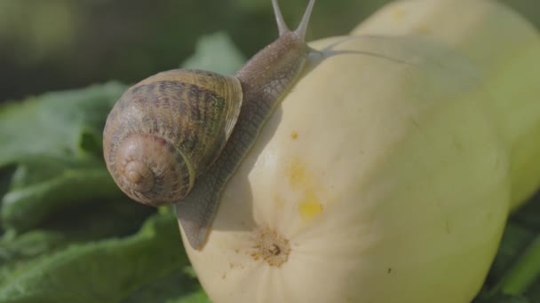 Ślimak w ogrodzie. Ślimak w naturalnym środowisku. Farma ślimaków. Ślimak na zbliżeniu szpiku warzywnego. — Wideo stockowe