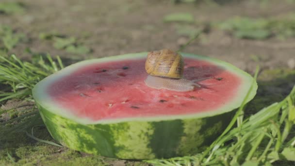 Slakken eten watermeloen. Slakken kruipen op een watermeloen. Slak op een watermeloen close-upSlak op een watermeloen. — Stockvideo