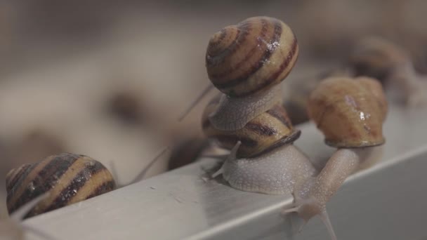 손톱을 클로즈업합니다. 달팽이 농장. Helix Aspersa Maxima 성장 — 비디오