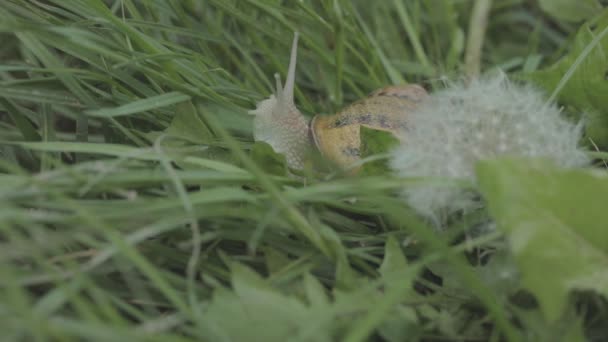 Šnek v trávě na pampelišce. Helix Aspersa šnek v trávě zblízka. Krásný slimák v trávě zblízka — Stock video