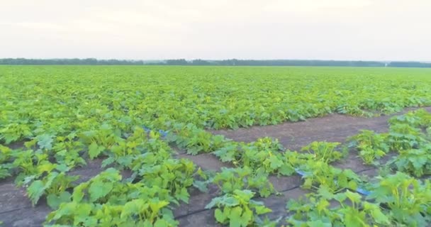 Campo de abobrinha do ar. Campo de squash. A cultivar abobrinha no campo. Voando sobre o campo de abobrinha — Vídeo de Stock