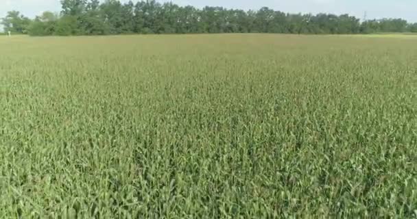 Farmářský obchod. Pohled z kukuřičného pole, pěstování kukuřice, přeletění kukuřičného pole — Stock video