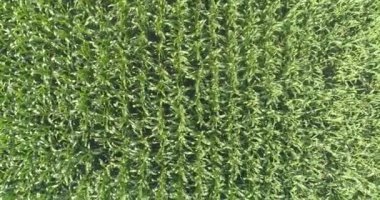 İnsansız hava aracıyla mısır yetiştirmek. İnsansız hava aracının görüş alanında mısır yetişiyor. Mısır hasadı. Tarım