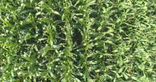 Maisfeld von oben, Maisanbau, landwirtschaftlicher Betrieb. Flug über Maisfeld, — Stockvideo