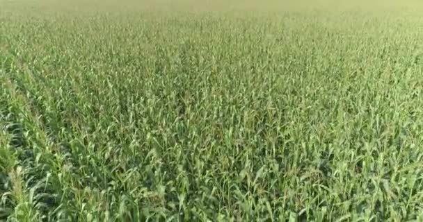 Voando sobre o campo de milho, vista superior do campo de milho, cultivo de milho, negócio agrícola — Vídeo de Stock