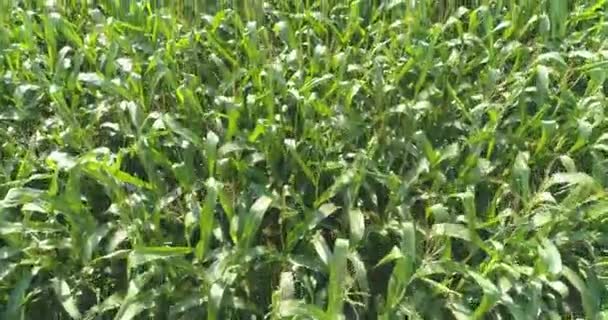 Agricoltura del mais. Il mais cresce sul campo visivo dal drone. Raccolgo mais. Crescente cornice di mais con drone. — Video Stock