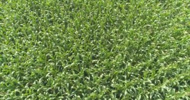 Mısır tarlası üzerinde uçmak, mısır tarlası manzarası, mısır yetiştirmek, tarım işi.