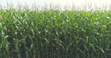 Mısır tarlasına yakın çekim. Yakın planda mısır yetiştiriyorlar. Tarım. İnsansız hava aracının görüş alanında yeşil mısır.
