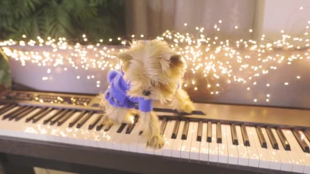 Yorkshire Terrier playing synthesizer. Yorkshire Terrier in Christmas interior — Stock Video