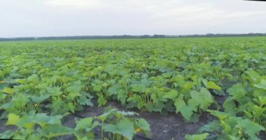 Kabak tarlasının üzerinde uçuyor. Kabak tarlası. Havadan kabak tarlası. Tarlada kabak yetiştiriyor..