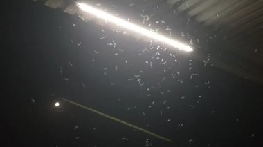 Sivrisinekler parlak bir lambaya uçar, bir sürü sivrisinek, parlak bir kurdeleye yakın bir sivrisinek sürüsü.