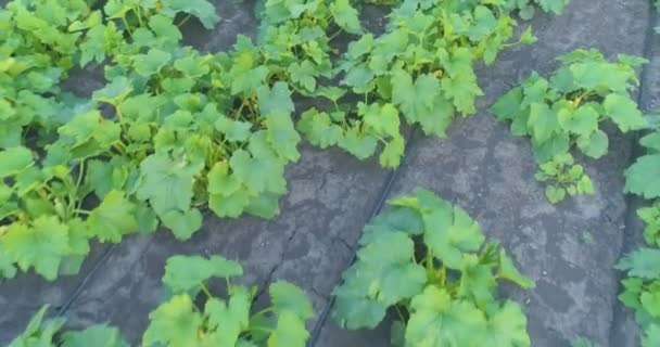 Een veld met groene courgette gezien vanaf een drone. Vliegen over een veld met groeiende courgettes. Landbouw teelt van courgettes — Stockvideo