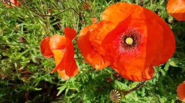 Bir sürü kırmızı haşhaş. Kırmızı gelincikler yakın plan. Vahşi doğada gelincikler