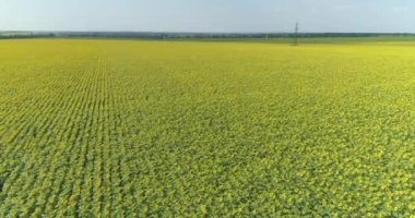 Çiçek açan ayçiçekleriyle büyük bir tarlanın üzerinde uçuyor. Ayçiçeklerinin endüstriyel yetiştirilmesi. Çiçek açan ayçiçeği tarlası