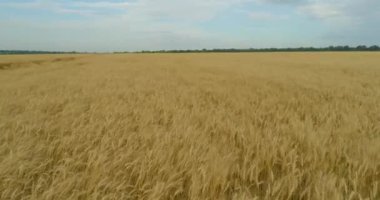 Buğday tarlasının üzerinden uçmak. Büyüyen buğday üst görünümü. Buğdaylı Polse hasat etmeye hazır