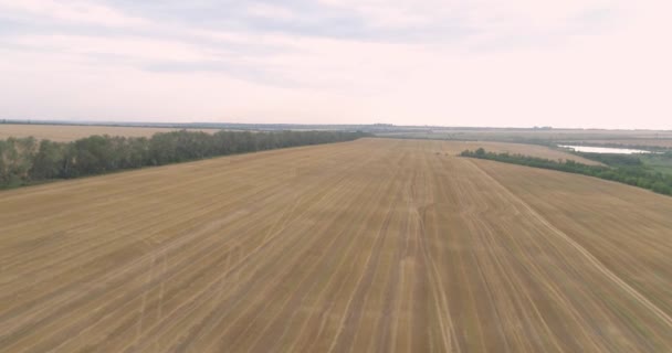 Raccolta del campo di grano vista dall'alto. La mietitrice sta raccogliendo il grano. Vendemmiatrice moderna raccoglie grano dal campo drone vista — Video Stock