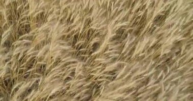 Buğday dikenleri kapanıyor. Olgun buğday başaklarının üzerinde uçuyorlar. Buğday tarlası