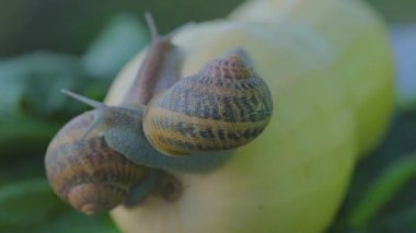 Bahçedeki salyangoz. Doğal ortamında salyangoz. Salyangoz çiftliği. Sebze iliğinde salyangoz. Yakın plan..