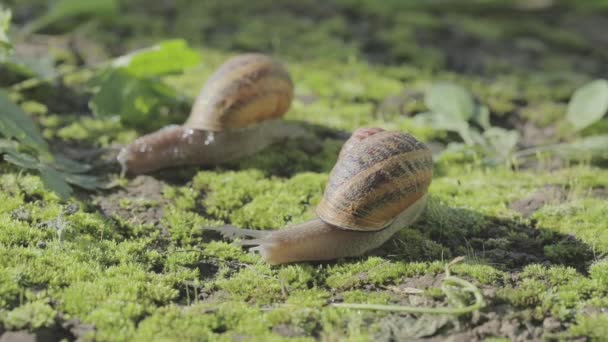 庭でカタツムリ。自然の生息地でカタツムリ。カタツムリ農場。草の中のカタツムリ。カタツムリの栽培 — ストック動画