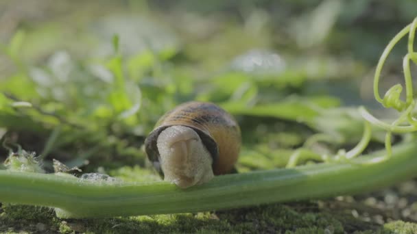 The snails are eating the stem. Snails in their natural environment. breeding snails in an ecologically clean environment — Stock Video