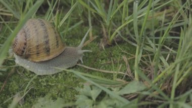Çimlerde salyangoz. Helix Aspersa salyangozu çimlerin üzerinde. Çimenlerde güzel bir salyangoz