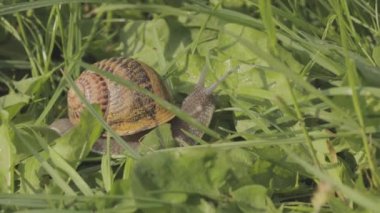 Bir salyangoz çimlerin üzerinde sürünüyor. Çimlerde salyangoz. Helix Aspersa salyangozu çimlerin üzerinde. Çimenlerde güzel bir salyangoz
