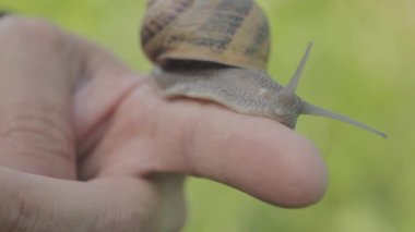 Erkeklerin elindeki bir salyangoz. Elinde sürünen bir salyangoz. Yakından bir salyangoz..