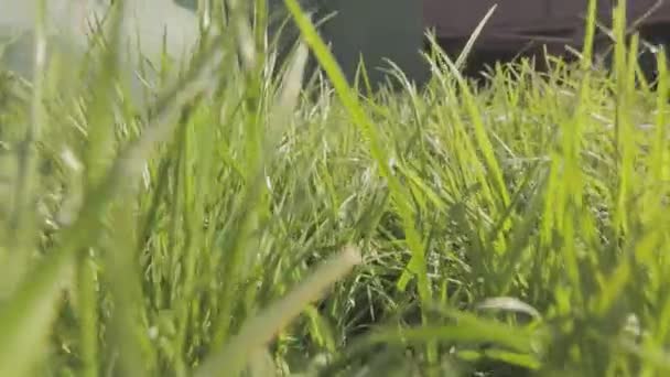 Kamera porusza się po trawie jak zwierzę. Ruch kamery na trawie zbliżenie — Wideo stockowe